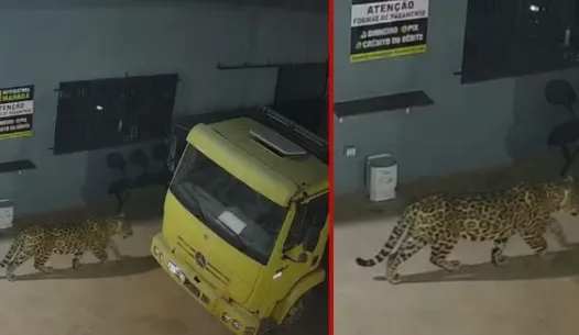 Montagem de IA vira caos em Sinop e funcionários fogem de onça inexistente
